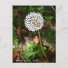 Postal Dandelion