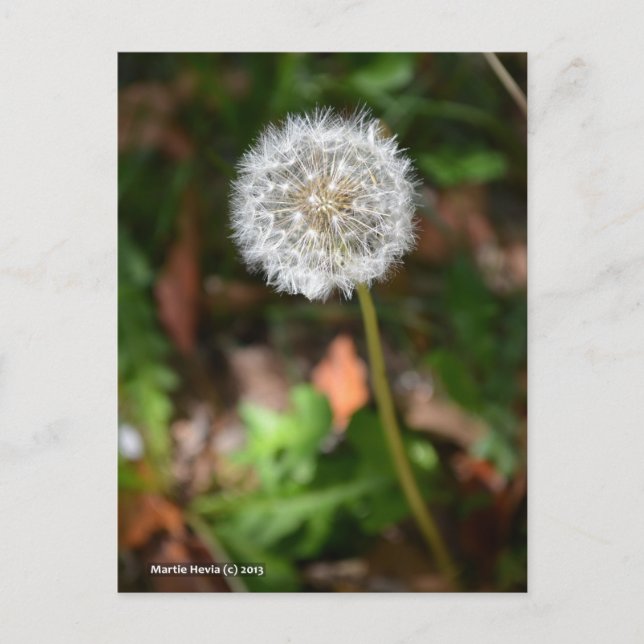 Postal Dandelion (Anverso)