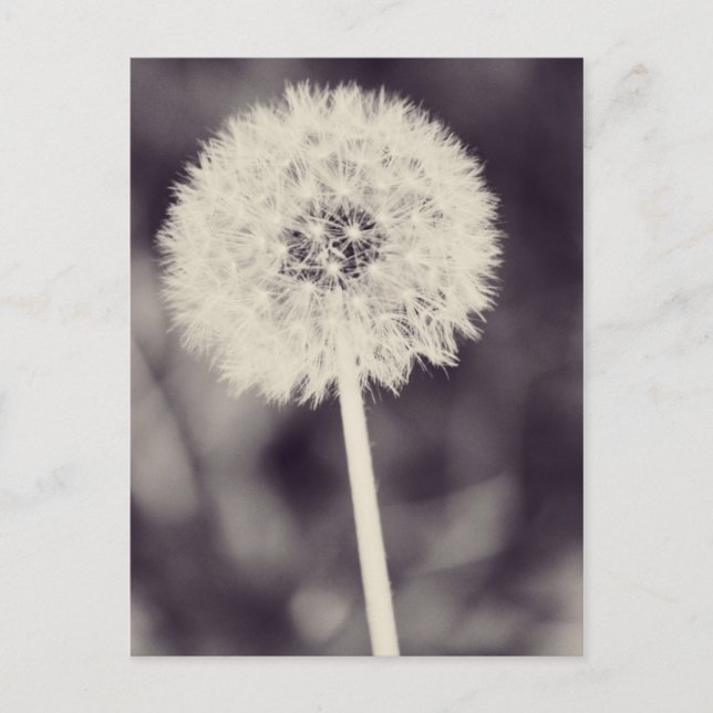 Postal Dandelion (Anverso)