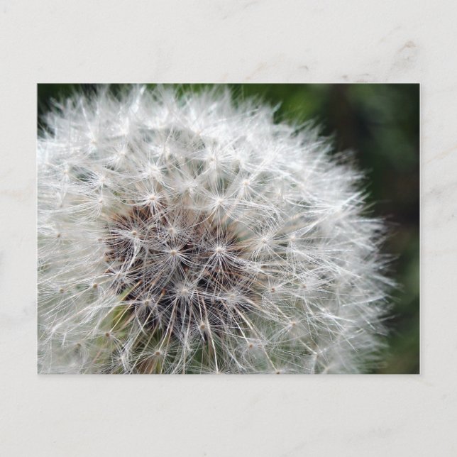 Postal Dandelion (Anverso)