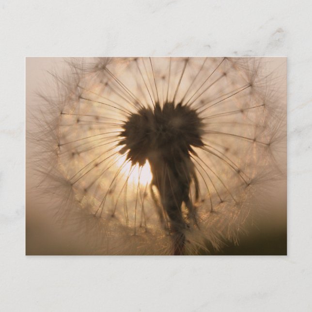 Postal Dandelion (Anverso)