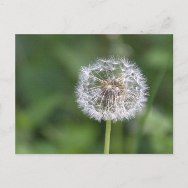 Postal Dandelion (Anverso)