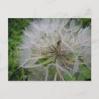 Postal Dandelion