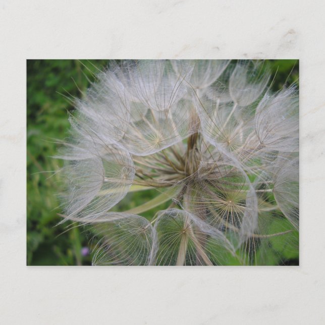 Postal Dandelion (Anverso)
