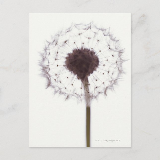Postal Dandelion (Anverso)