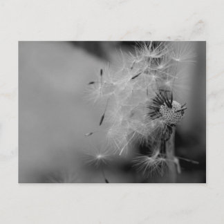 Postal Dandelion