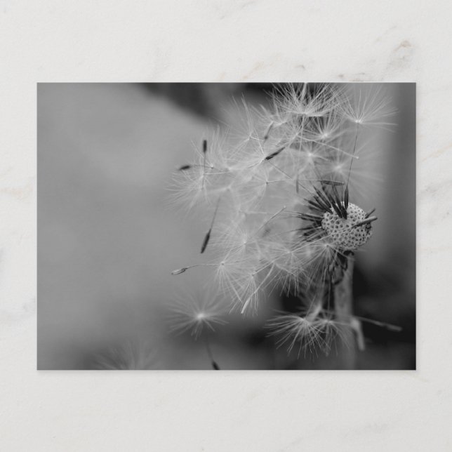 Postal Dandelion (Anverso)
