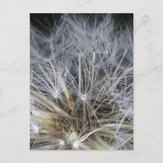 Postal Dandelion (Anverso)