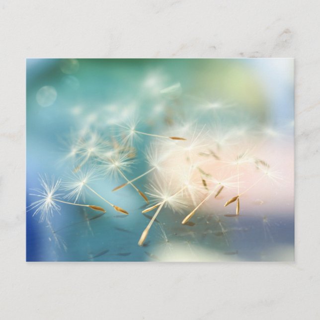 Postal Dandelion (Anverso)
