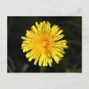 Postal Dandelion