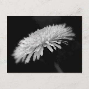 Postal Dandelion