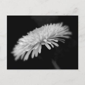 Postal Dandelion