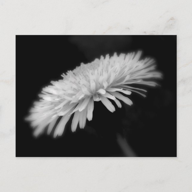 Postal Dandelion (Anverso)