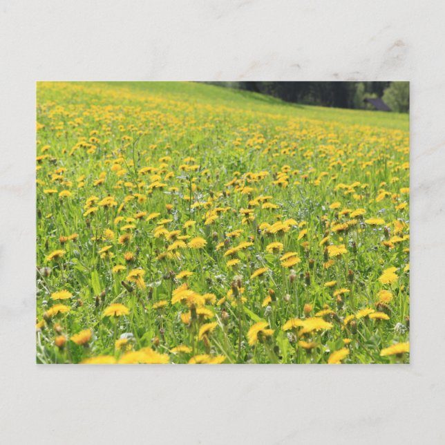 Postal Dandelion (Anverso)