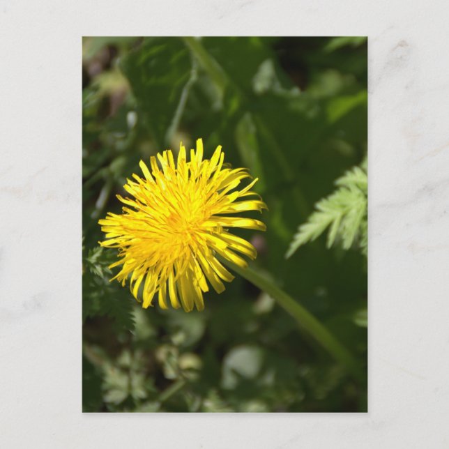 Postal Dandelion (Anverso)