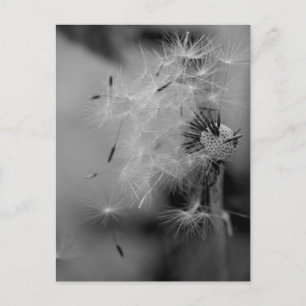 Postal Dandelion