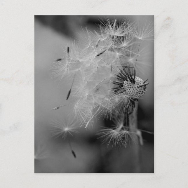 Postal Dandelion (Anverso)