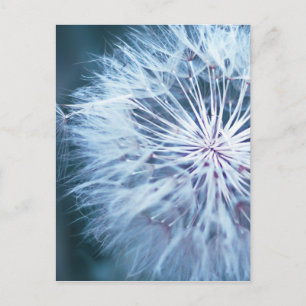 Postal Dandelion 2