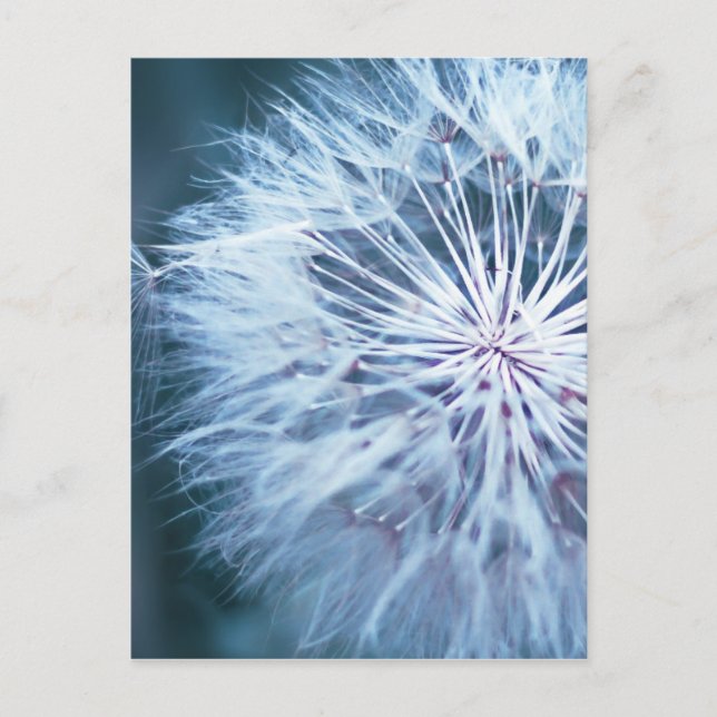 Postal Dandelion 2 (Anverso)