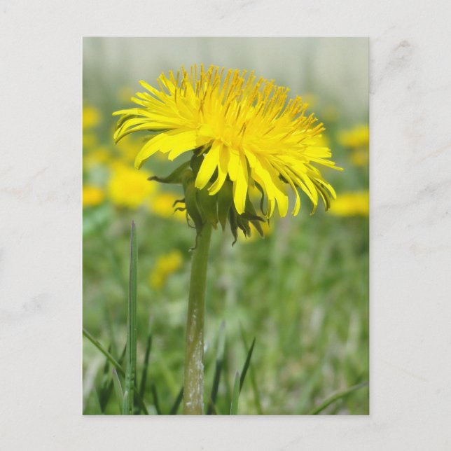 Postal Dandelion amarillo (Anverso)