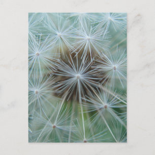 Postal Dandelion blanco