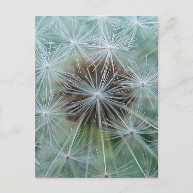 Postal Dandelion blanco (Anverso)