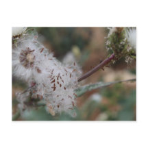 Dandelion blanco difuso