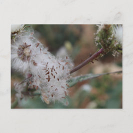 Postal Dandelion blanco difuso