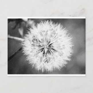 Postal Dandelion blanco y negro