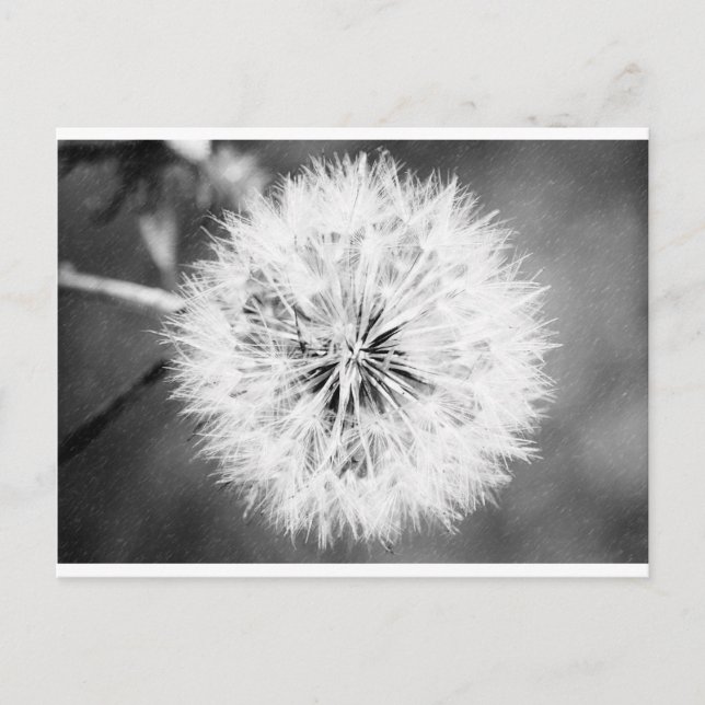 Postal Dandelion blanco y negro (Anverso)