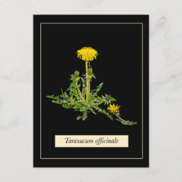 Postal Dandelion botanical