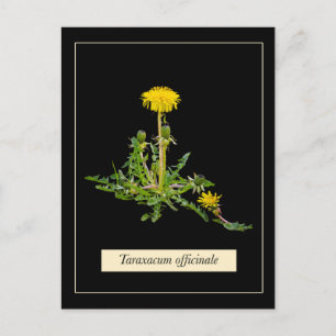 Postal Dandelion botanical