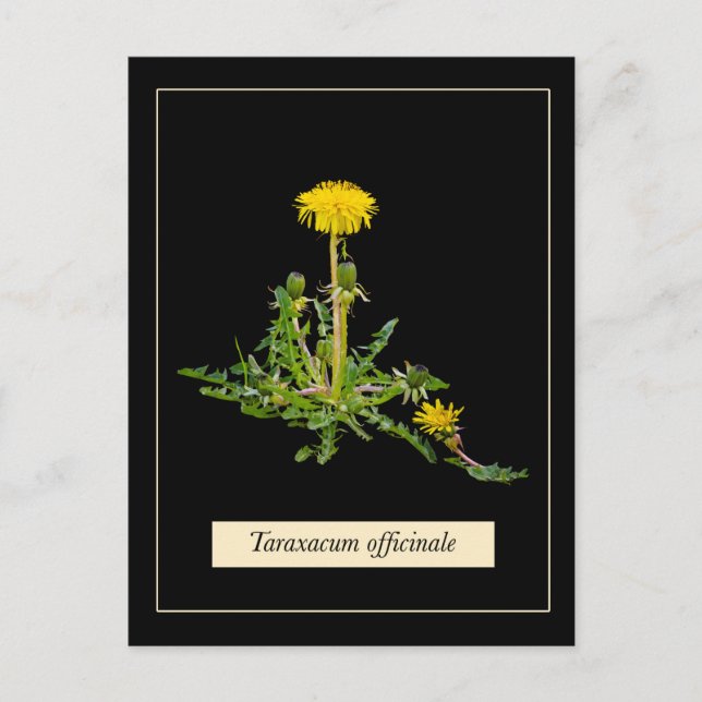 Postal Dandelion botanical (Anverso)