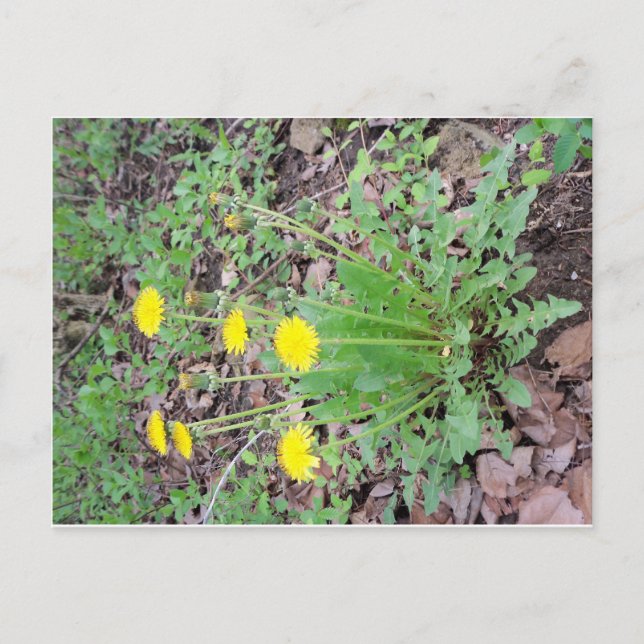 Postal Dandelion Bundle (Anverso)