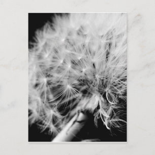 Postal Dandelion Clock