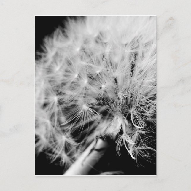 Postal Dandelion Clock (Anverso)