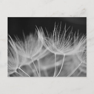 Postal Dandelion Closeup en blanco negro