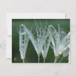 Postal Dandelion Con Dew Drops Naturaleza Jugadora