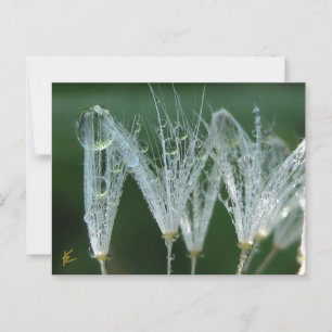 Postal Dandelion Con Dew Drops Naturaleza Jugadora