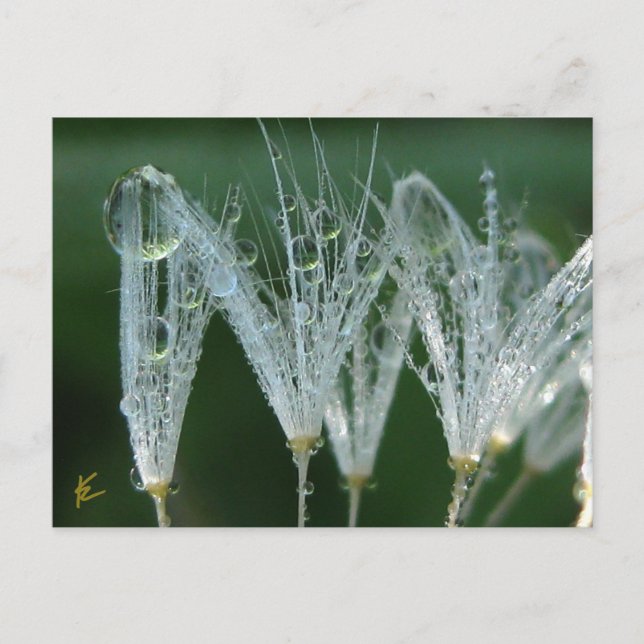 Postal Dandelion Con Dew Drops Naturaleza Jugadora (Anverso)