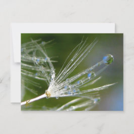 Postal Dandelion Con Dew Tranquilo, Elegante, Naturaleza