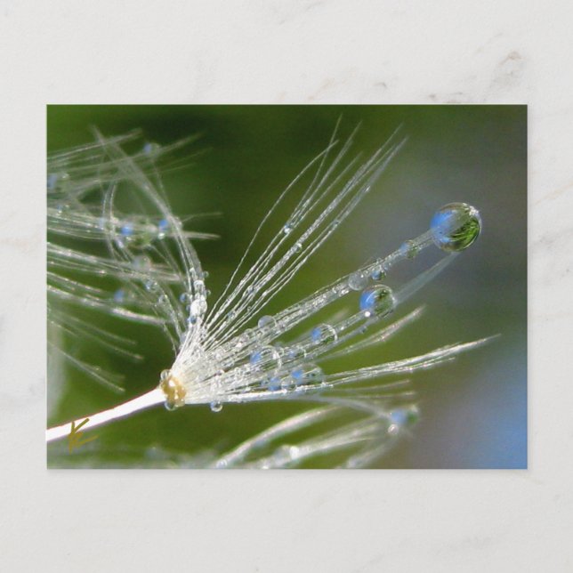 Postal Dandelion Con Dew Tranquilo, Elegante, Naturaleza (Anverso)