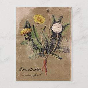 Postal Dandelion con estilo vintage