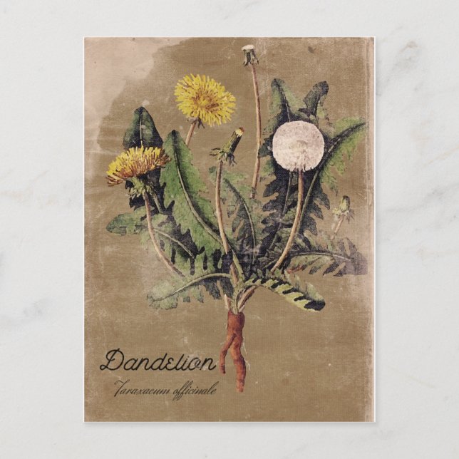 Postal Dandelion con estilo vintage (Anverso)