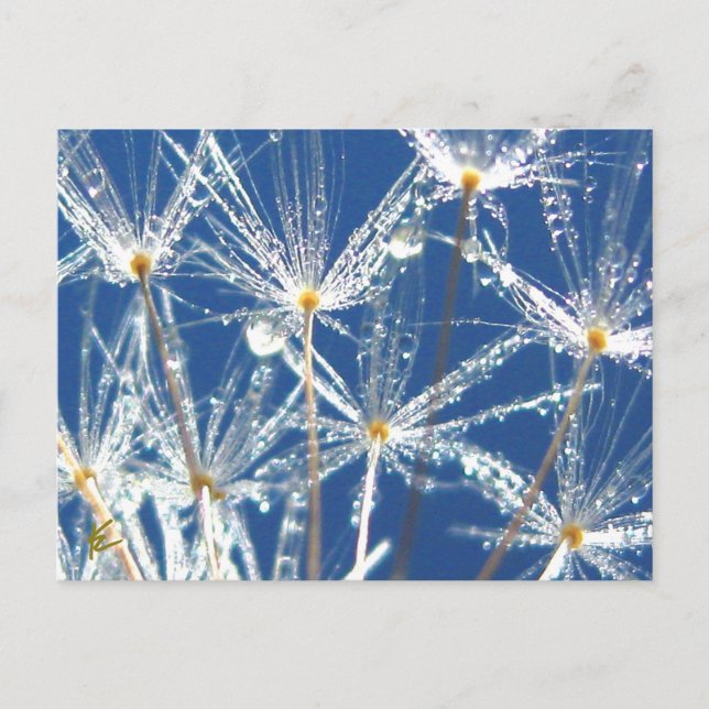 Postal Dandelion Con La Naturaleza Jugosa De Los Dew (Anverso)