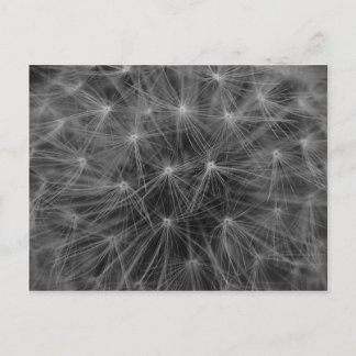 Postal Dandelion Constellation