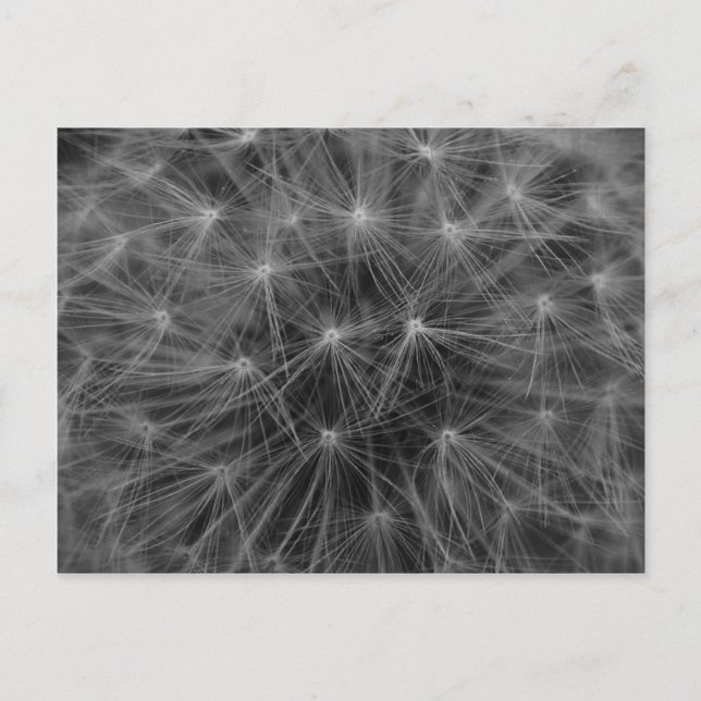 Postal Dandelion Constellation (Anverso)