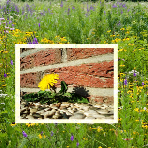 Postal Dandelion crece a través de la roca paisajista