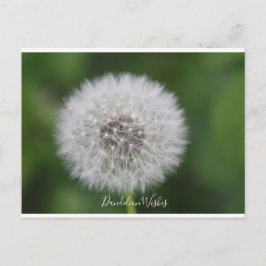 Postal Dandelion desea Postcard