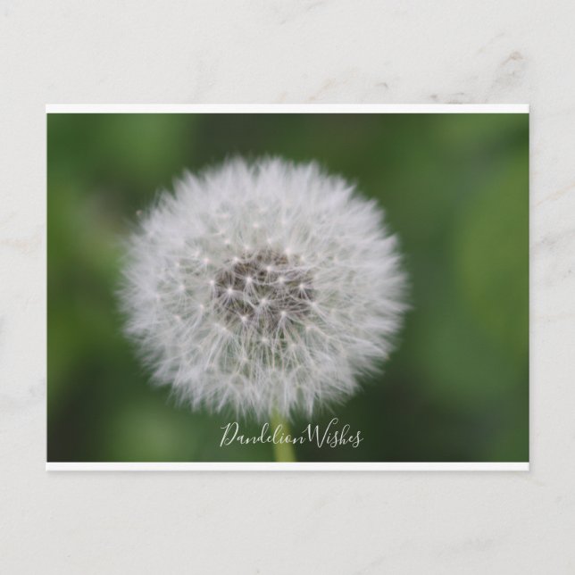 Postal Dandelion desea Postcard (Anverso)